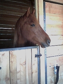 cheval en box